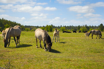 Obraz premium Beautiful horse on the green grass pasture