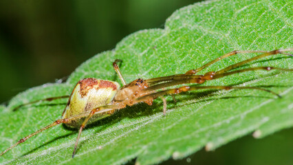 spider 26