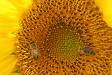 bee on sunflower