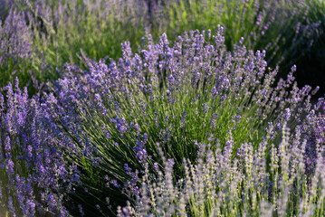 Field of lavender. Provance
