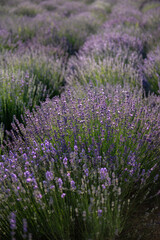 Naklejka premium Field of lavender. Provance