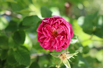 róża kwiat płatki lato rośliny różowy - obrazy, fototapety, plakaty