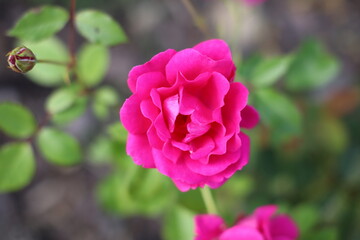 Kwiat róża płatki lato rośliny różowy - obrazy, fototapety, plakaty