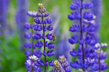 Lilac field flower from the legume family - Lupine