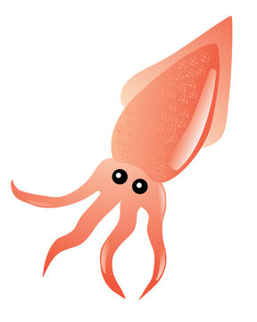 Squid drawing, fresh sea food on white background. Vector illustration.