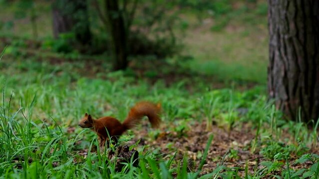 red squirrel runs through the summer forest
