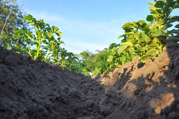 Beds with green potato bushes