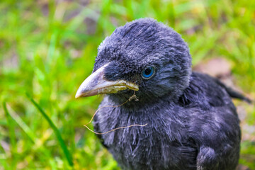 Black crow jackdaw with blue eyes sitting in green grass.