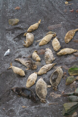 Seals