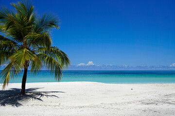 palm trees on a tropical island