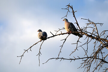 A pair of wild pigeons sits on a dry tree. The concept of global climate change.