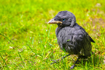 Black crow jackdaw with blue eyes sitting in green grass.