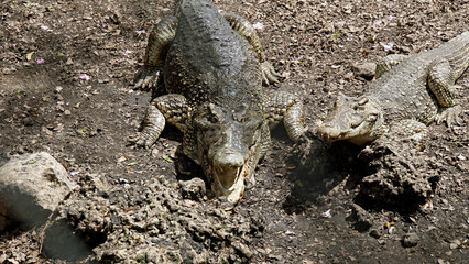 Fototapeta premium crocodiles in zapata nationalpark