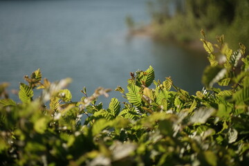 Blätter einer Hainbuche, Carpinus betulus