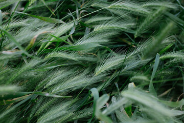 Obraz premium close up of grass