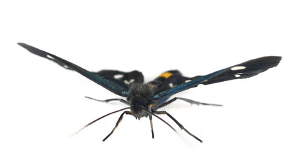 Amata Nigricornis moth, isolated on white