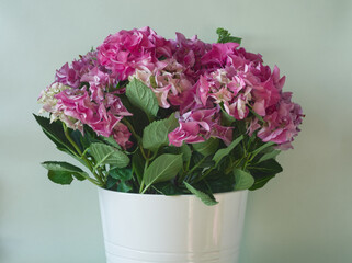Shrub of pink hydrangea flowers in white ceramic pot on light background. Pink hornesia flower with...