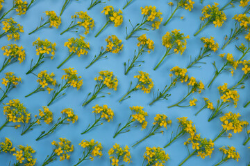 blue background with yellow wildflowers, floral texture, vibrant summer background