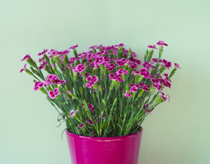 Pink dianthus or carnation flowers in pink ceramic pot on light mint background. Pink flowers bunch on light green. Home decor, interior, houseplant. Minimalist floral concept. Fuchsia pink aesthetic.