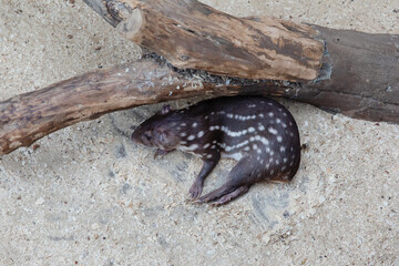 A wild animal lies under a bare tree trunk.