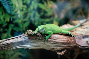 Naklejka na ściany i meble An iguana is sitting on a branch.