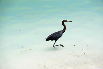 tri colored heron in the tropical sea