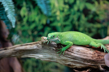 An iguana is sitting on a branch.