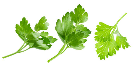 sprigs of parsley isolated on white.