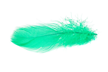 Elegant fluffy feather colorful isolated on the white background