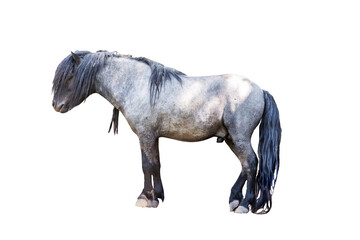 Shetland pony, standing sideways. Isolated on white background.