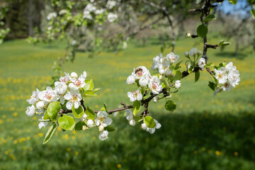 Dünner Zweig eines Birnbaums mit Blüten in einer sonnigen Streuobstwiese im Frühling