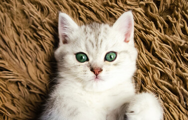 cute green eye kitty on brown background