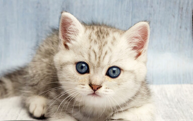 Obraz na płótnie Canvas Close up of british cat at vet clinic