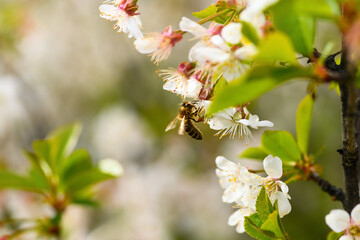 Naklejka premium Bee and flower. Close-up of a striped bee collecting pollen on a cherry blossom. Summer and spring backgrounds