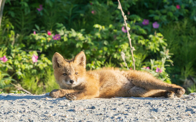 Red Fox Kit Laying in the Road Alaska - Powered by Adobe