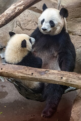 Giant pandas, bear pandas, baby panda and her mom hugging each other
