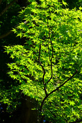 日本楓の新緑