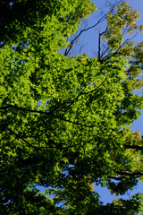 Fototapeta premium 日本楓の新緑