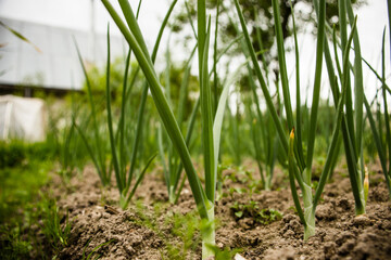 Obraz premium Onion crops planted in soil get ripe under sun. Cultivated land close up with sprout. Agriculture plant growing in bed row. Green natural food crop