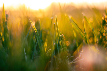 Grasses with direct sunlight from ground level. Carbon net-zero concept photo - obrazy, fototapety, plakaty