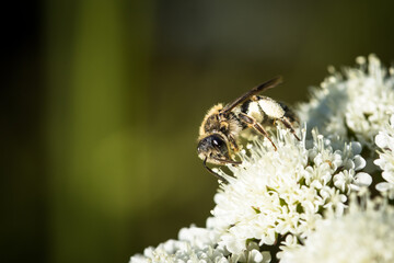 bee on a flower