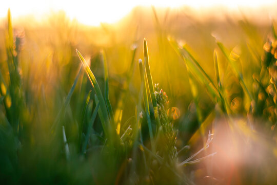 Grasses with direct sunlight from ground level. Carbon net-zero concept photo
