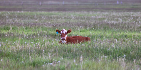 Cow in a green field with mountain landscape in background. Cloudy Sky. California, United States of America.