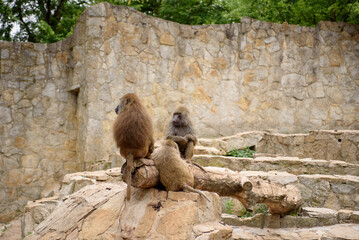 Olive baboon close-up. Two individuals of large monkeys sit side by side on a rock.