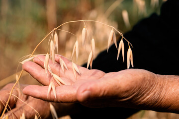 Close up of hands examining oat growth. Agriculture and food industry