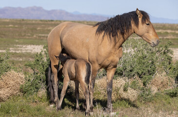 Fototapeta premium Wild Horse Mare and Foal in the Utah Desert in Spring