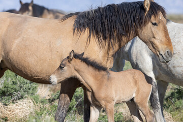 Wild Horse Mare and Foal in the Utah Desert in Spring