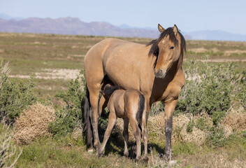 Wild Horse Mare and Foal in the Utah Desert in Spring