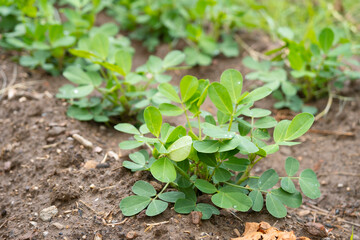 Peanut plant field. There are droplets on the leaves of the peanut plant after the rain. Agriculture and food industry