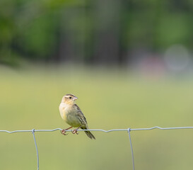 An adult female Bobolink on a wire fence with green natural background